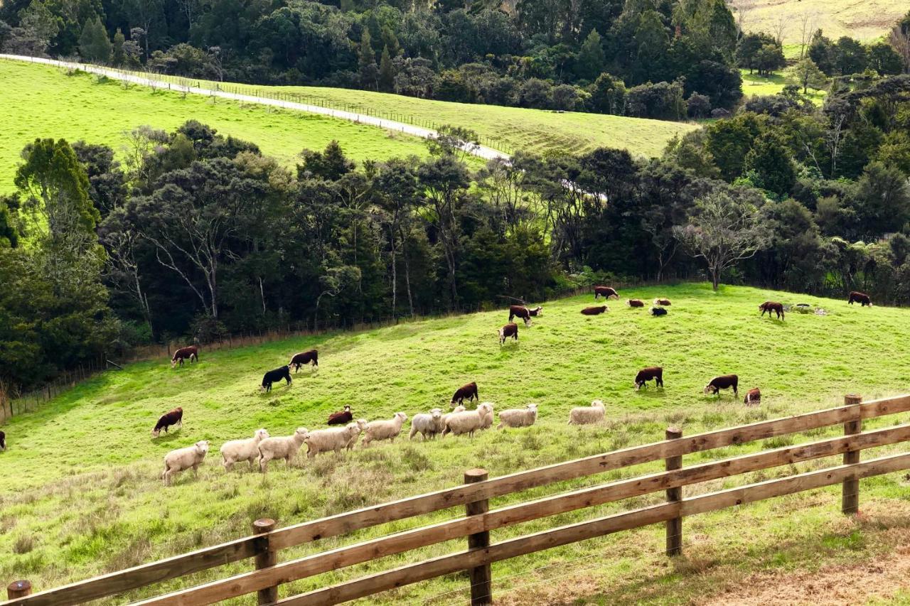 Kauri Glen Bnb Te Arai Zewnętrze zdjęcie