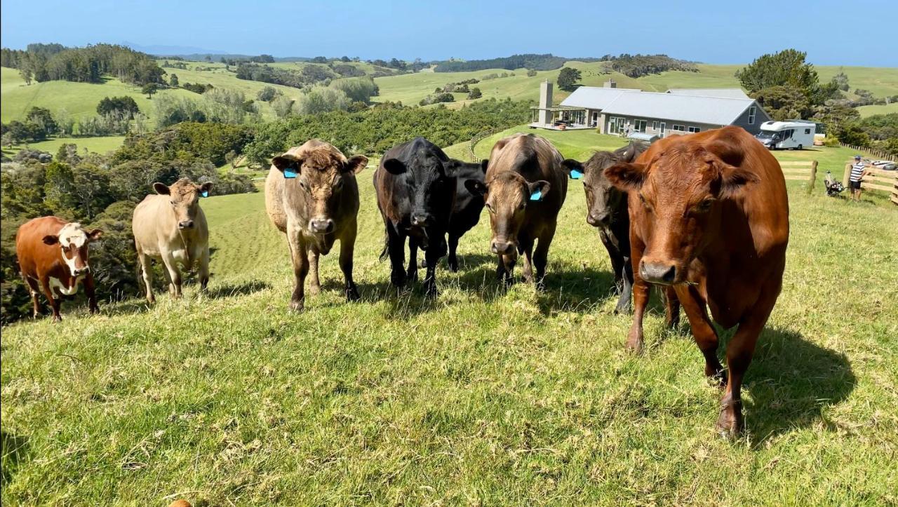 Bed and Breakfast Kauri Glen Bnb Te Arai Zewnętrze zdjęcie